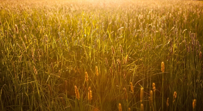 Unifeed: Die ideale Ftterung fr Rinder