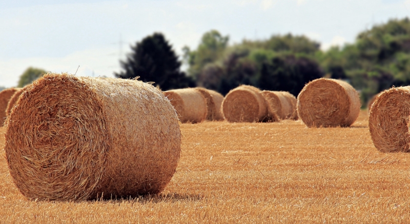 Unifeed-Mischwagen: Besser vertikal oder horizontal?