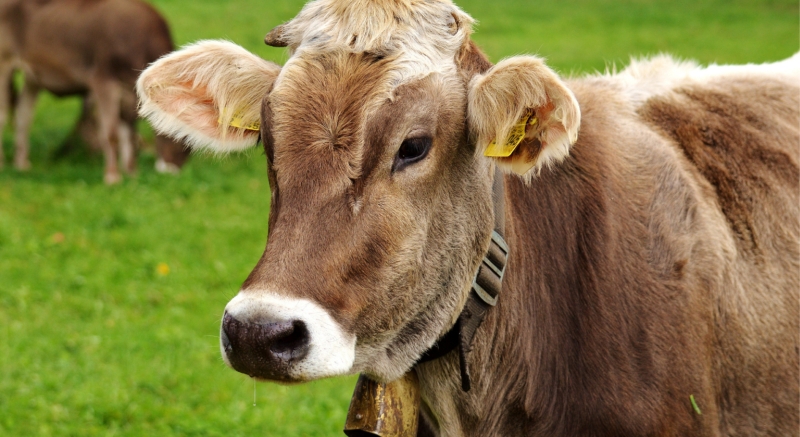 Ftterung von Fleisch- und Milchrindern