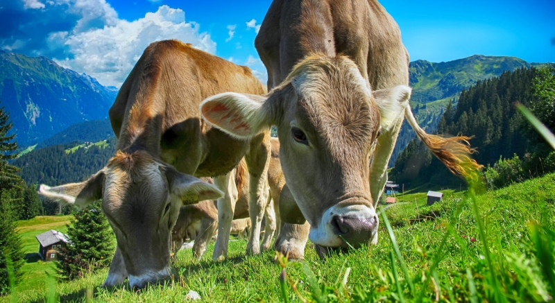 Couteaux Unifeed des meilleures marques pour mlangeurs
