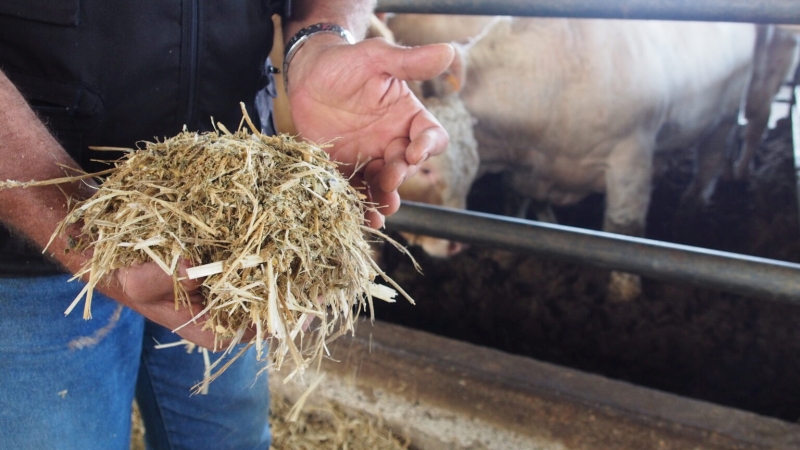 How to Obtain The Perfect Blend For Your Breedings