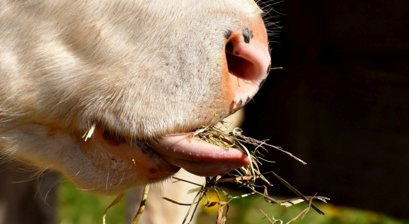 I Migliori Coltelli Per Carri Miscelatori